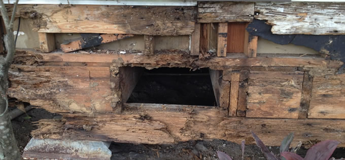 Pier and beam wood framed house leveling process photo 3 in Corpus Christi, Texas